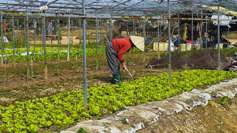 Tuý Loan Farm Experience (1)